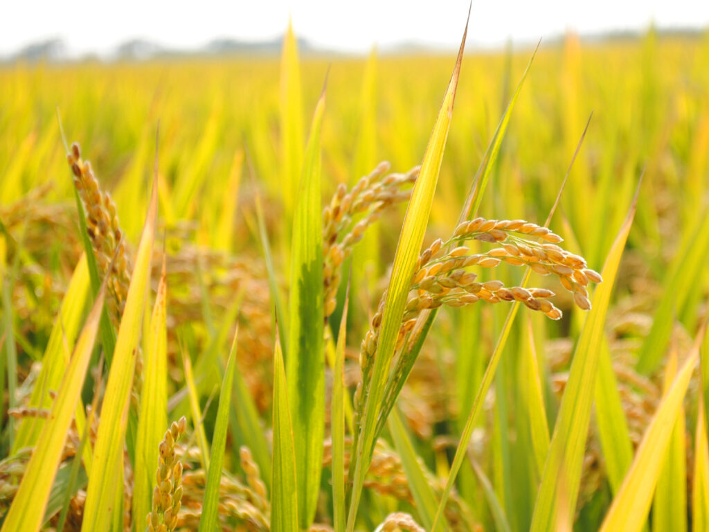 in-rice-field-2679155